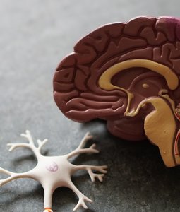 زلزال الجسد المباغت: دليل طبي متكامل لفهم أعراض نوبات الهلع وكيفية السيطرة عليها