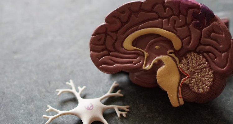 زلزال الجسد المباغت: دليل طبي متكامل لفهم أعراض نوبات الهلع وكيفية السيطرة عليها